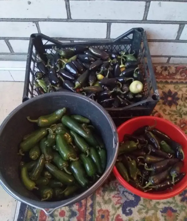Перець Халапеньо﻿ маринований