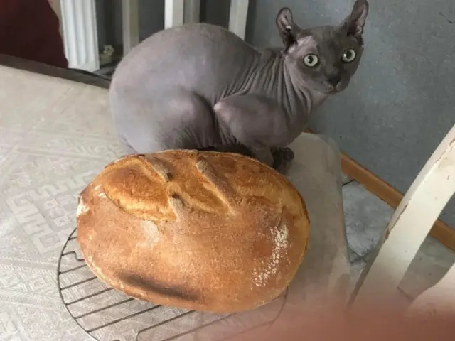 Наші улюбленці