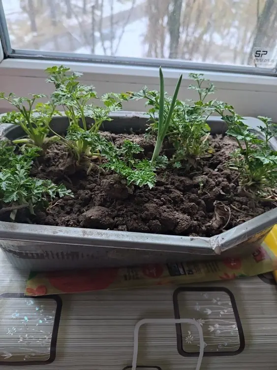 Кухонні посиденьки (балачки)