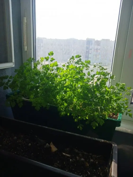Вот мой сад и огород,  а в горшке цветок цветет!