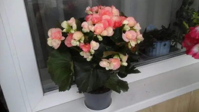 Кухонні посиденьки (балачки)