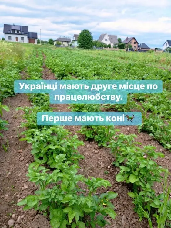 Вот мой сад и огород,  а в горшке цветок цветет!