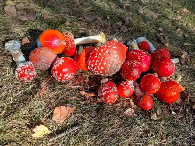 Кухонні посиденьки (балачки)