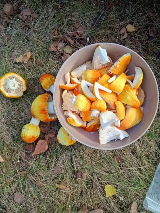 Кухонні посиденьки (балачки)