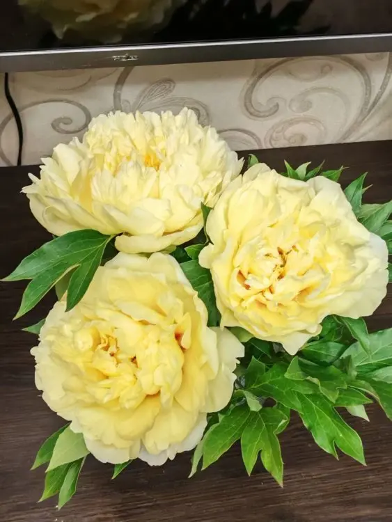 Вот мой сад и огород,  а в горшке цветок цветет!