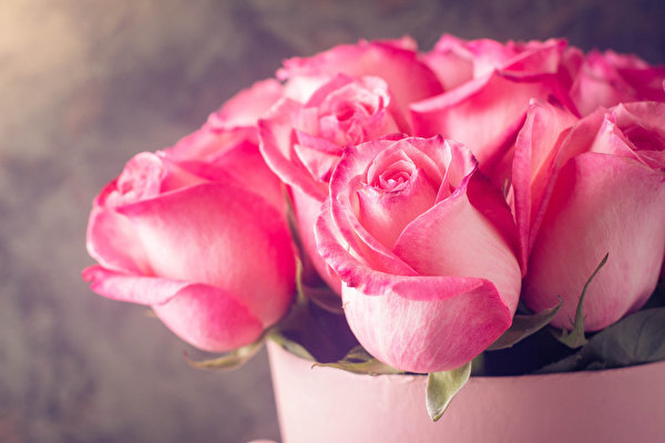 Roses_Closeup_Pink_color_552274_600x400.jpg.ebb85eea1fc9748c597c0bb3d4e458a3.jpg