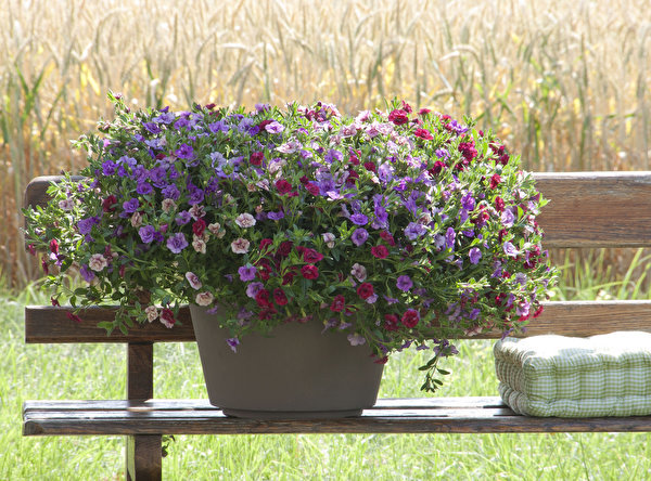 Calibrachoa_Bench_Flowerpot_552049_600x444.jpg.924a722843b599dee085a8fab0cff799.jpg