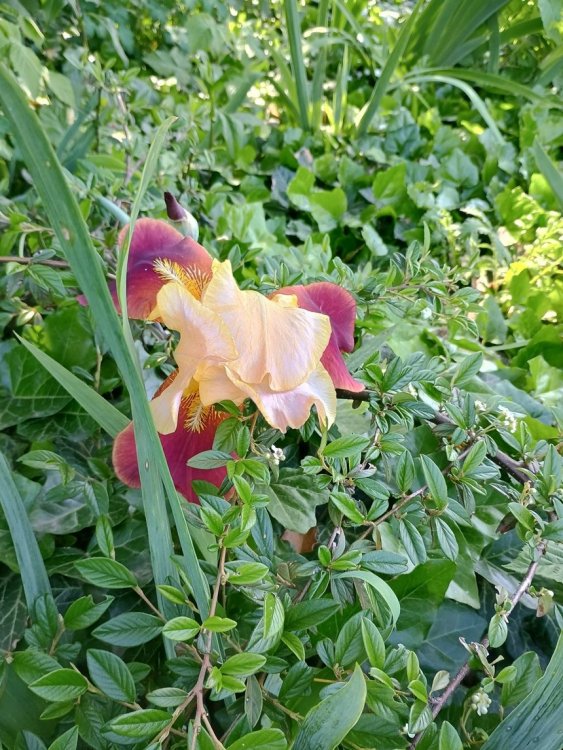 IMG_20250604_155749342_HDR.jpg
