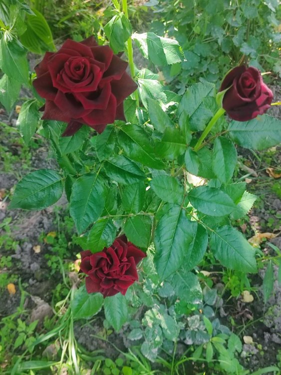 IMG_20250706_135516.jpg