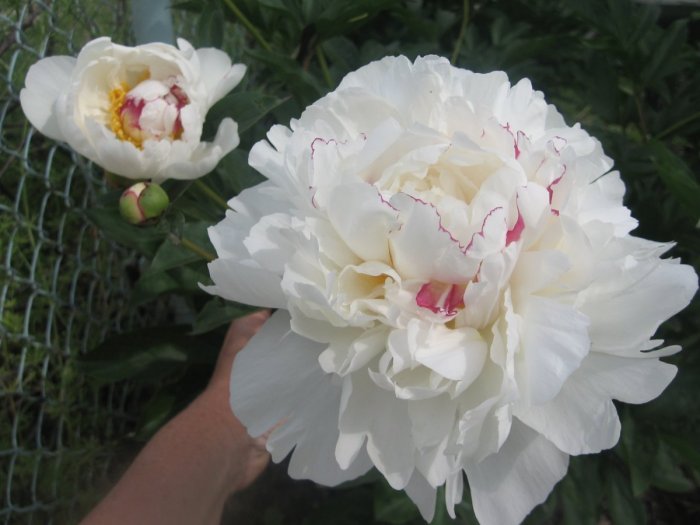 IMG_7196.thumb.JPG.02bb84330c161a26389cb22fb70a909b.JPG