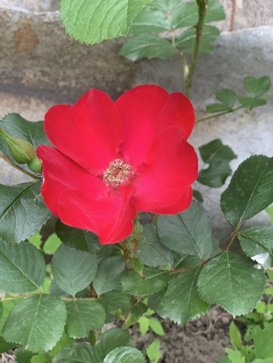 IMG_8409.jpeg